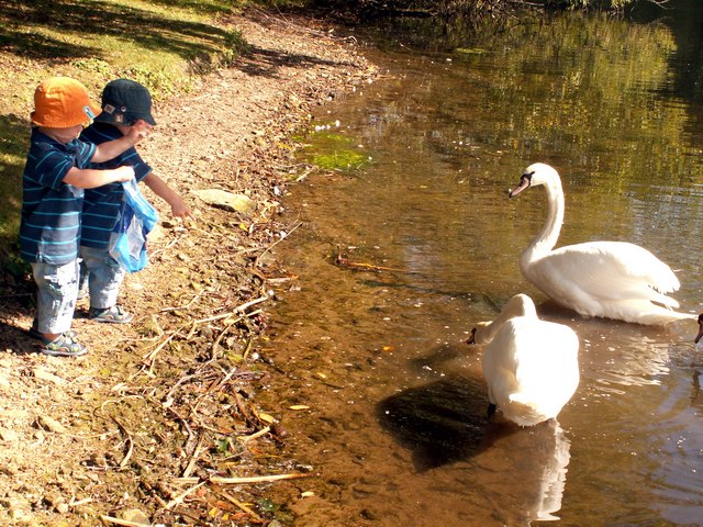 File:Children feeding swans - geograph.org.uk - 1483273.jpg