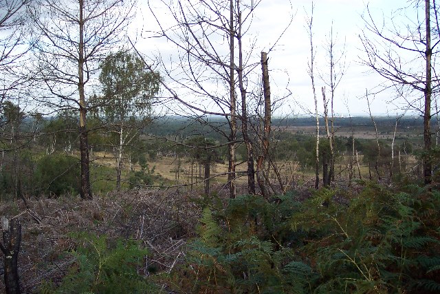 Colony Bog and Bagshot Heath