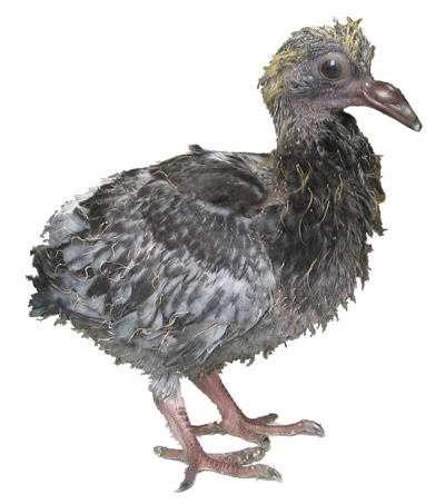 File:Columba livia 22 days old.jpg