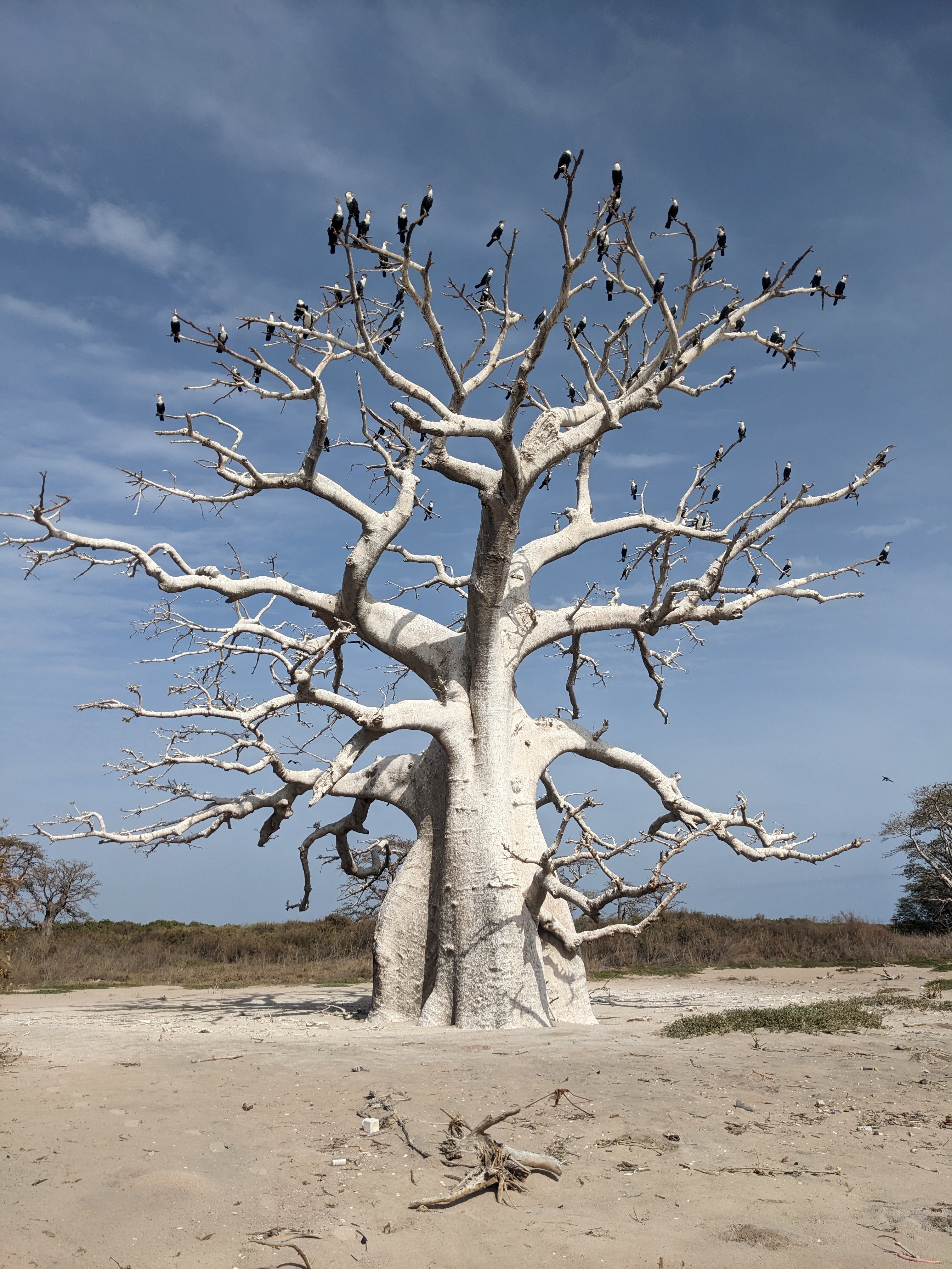 Cormorant_Baobab_on_Sangomar.jpg