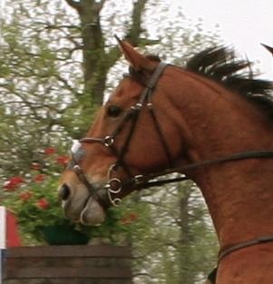 File:Cross country horse.JPG