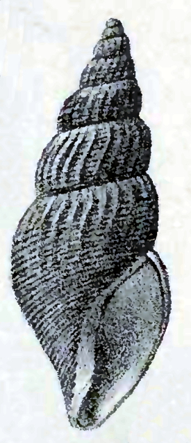 <i>Curtitoma conoidea</i> Species of gastropod