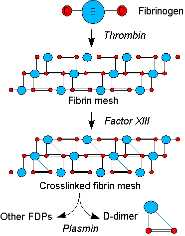 File:D-dimer.png