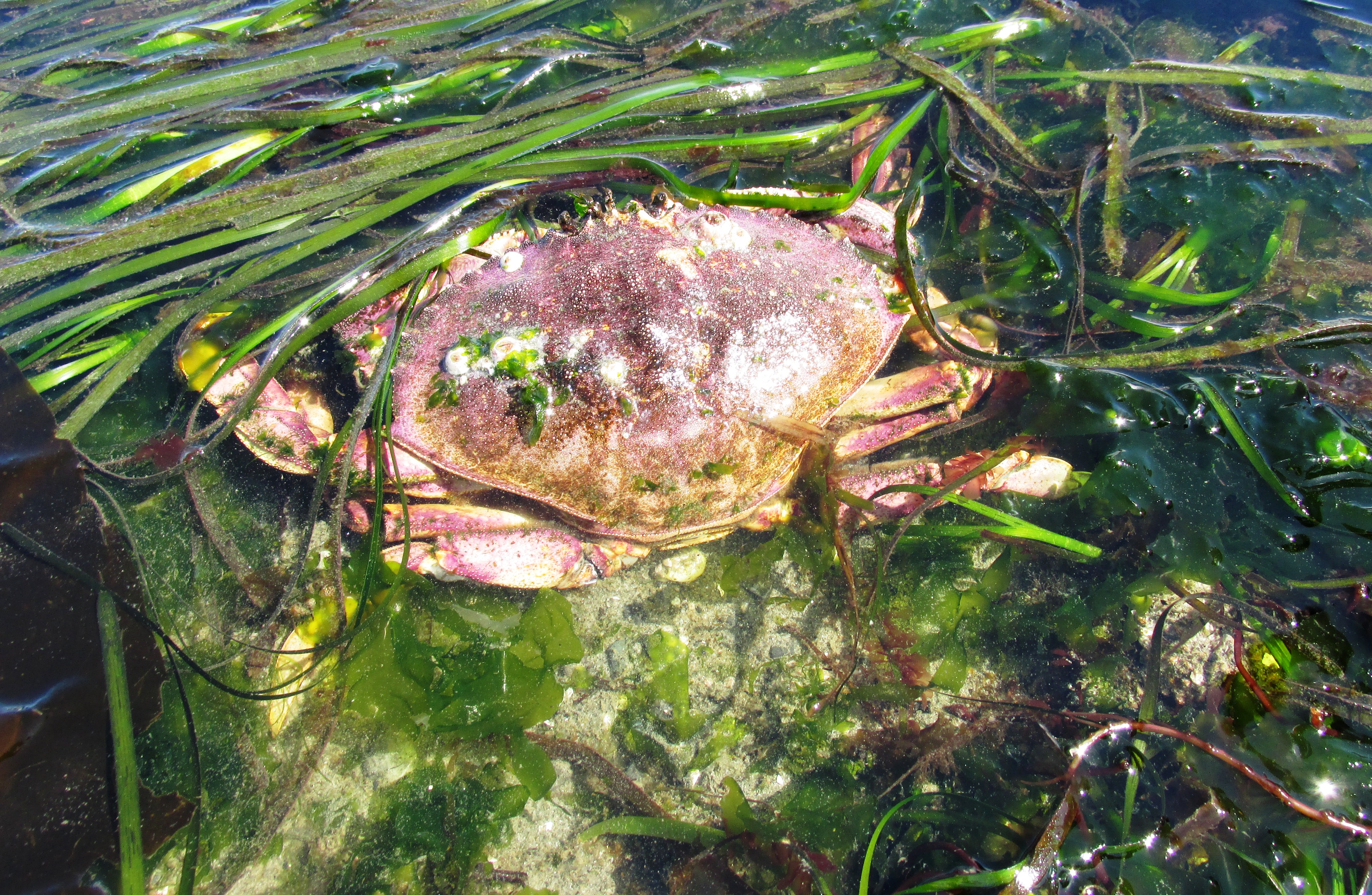 Dungeness crab - Wikipedia