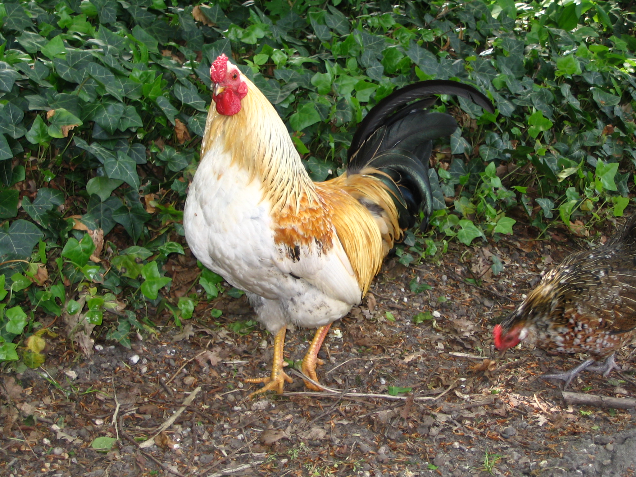 File Dutch Rooster jpg