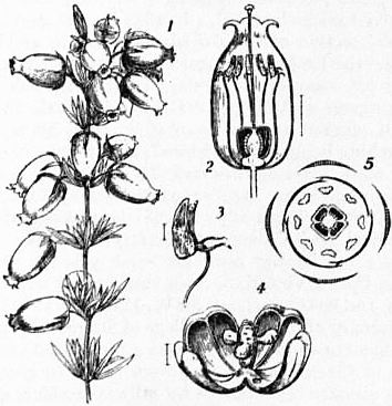File:EB1911 - Ericaceae - Fig. 3.jpg