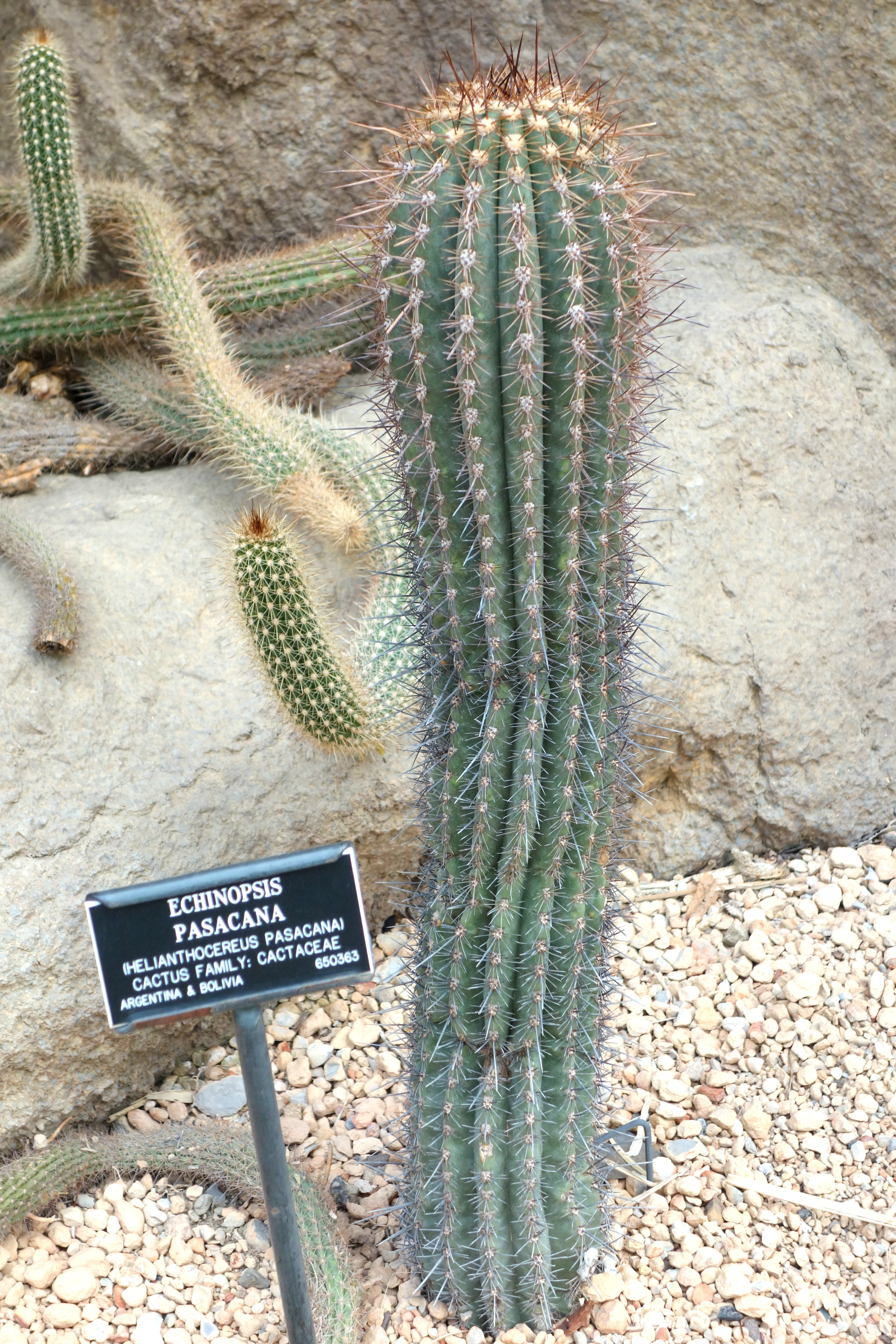 File Echinopsis Atacamensis Subsp Pasacana Echinopsis Pasacana