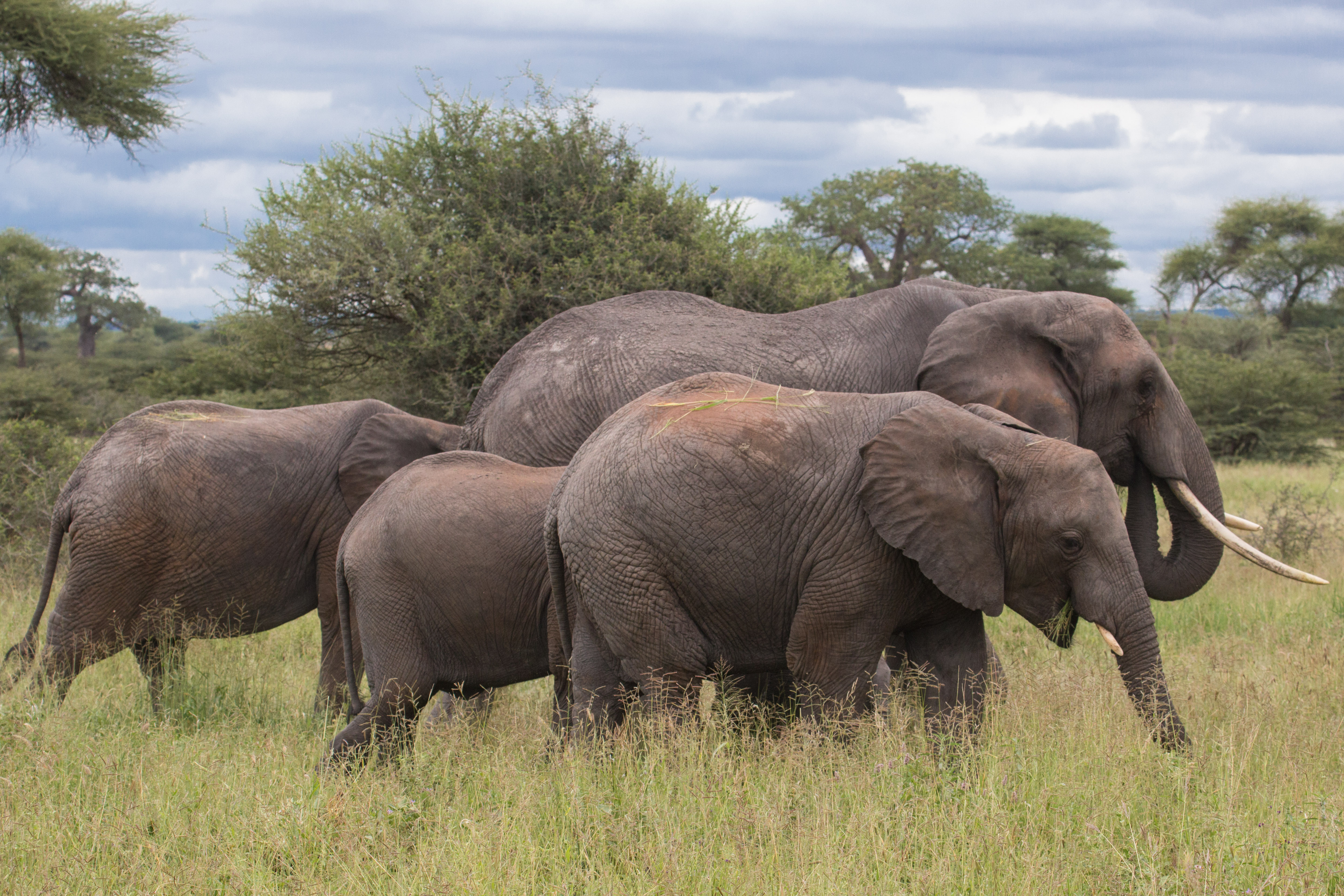 File:Elephant - Tarangire National Park - Tanzania-10 (35111699385).jpg - Wikimedia Commons