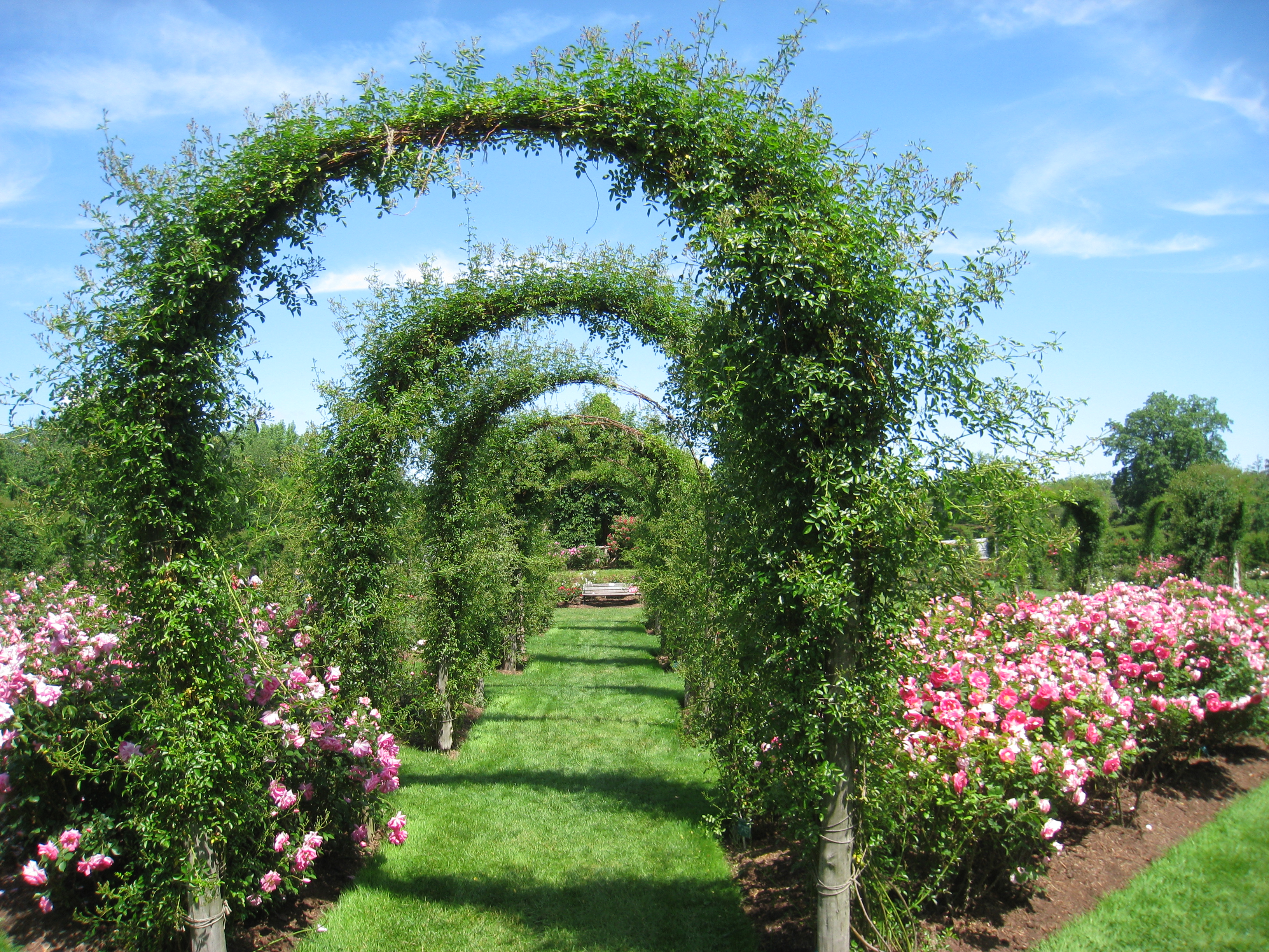 Rose Garden - Elizabeth Park