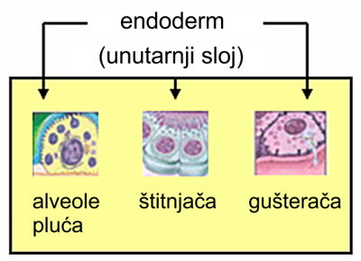 File:Endoderm2 hr.png