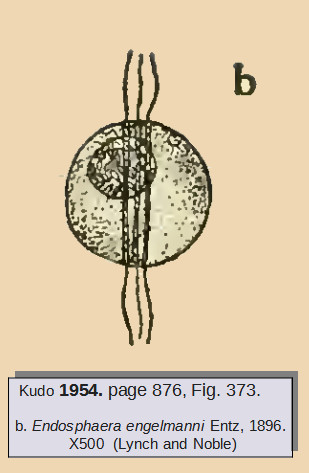 Fichier:Endosphaera engelmanni Entz, 1896.jpg