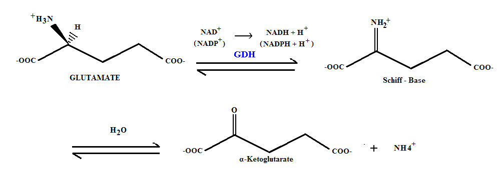 FINAL GLUTAMATE