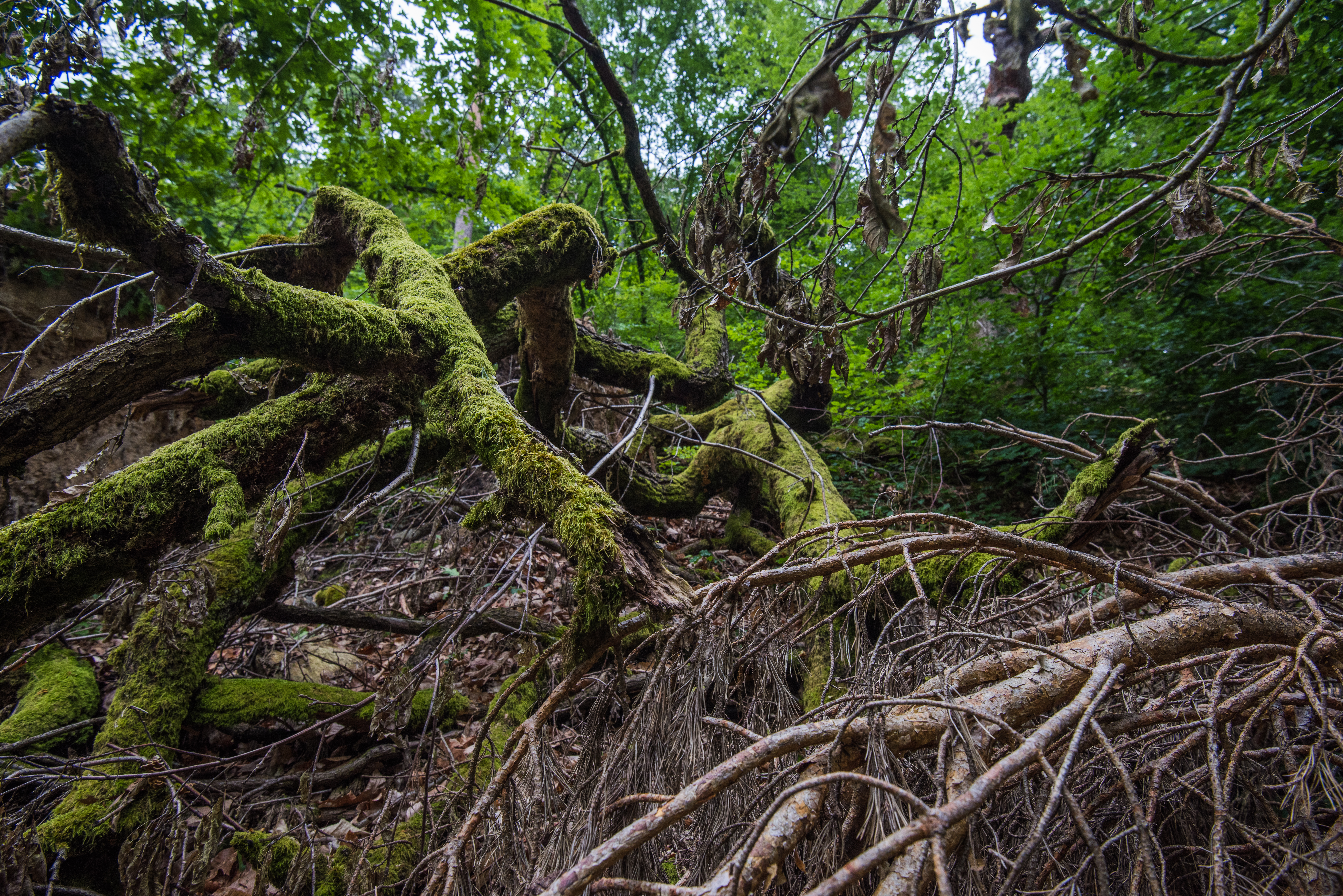 Fallen tree