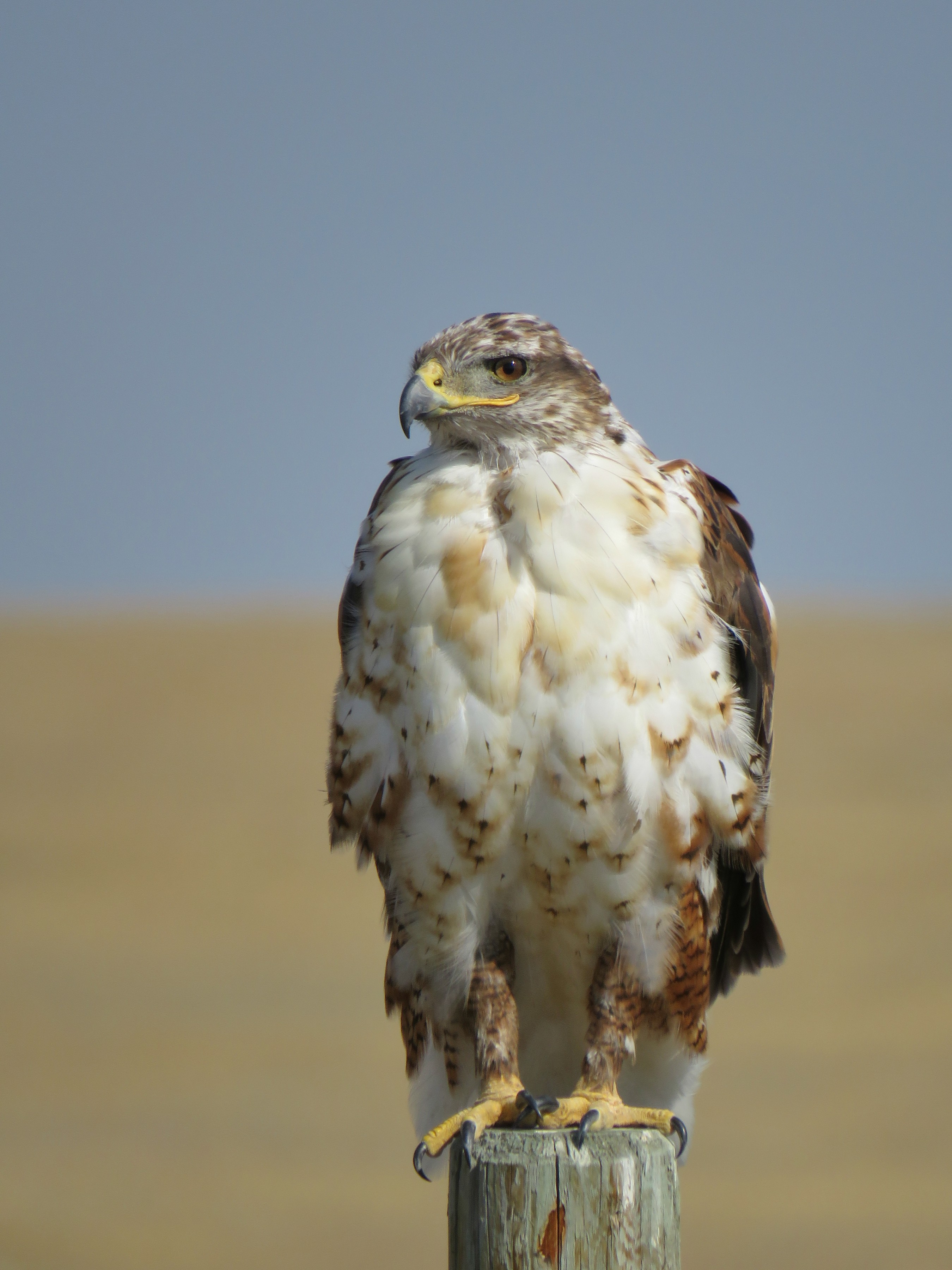 Ferruginous hawk - Wikipedia