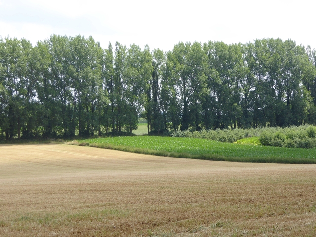 File:Fields and trees near Haselbury Plucknett - geograph.org.uk - 5842512.jpg