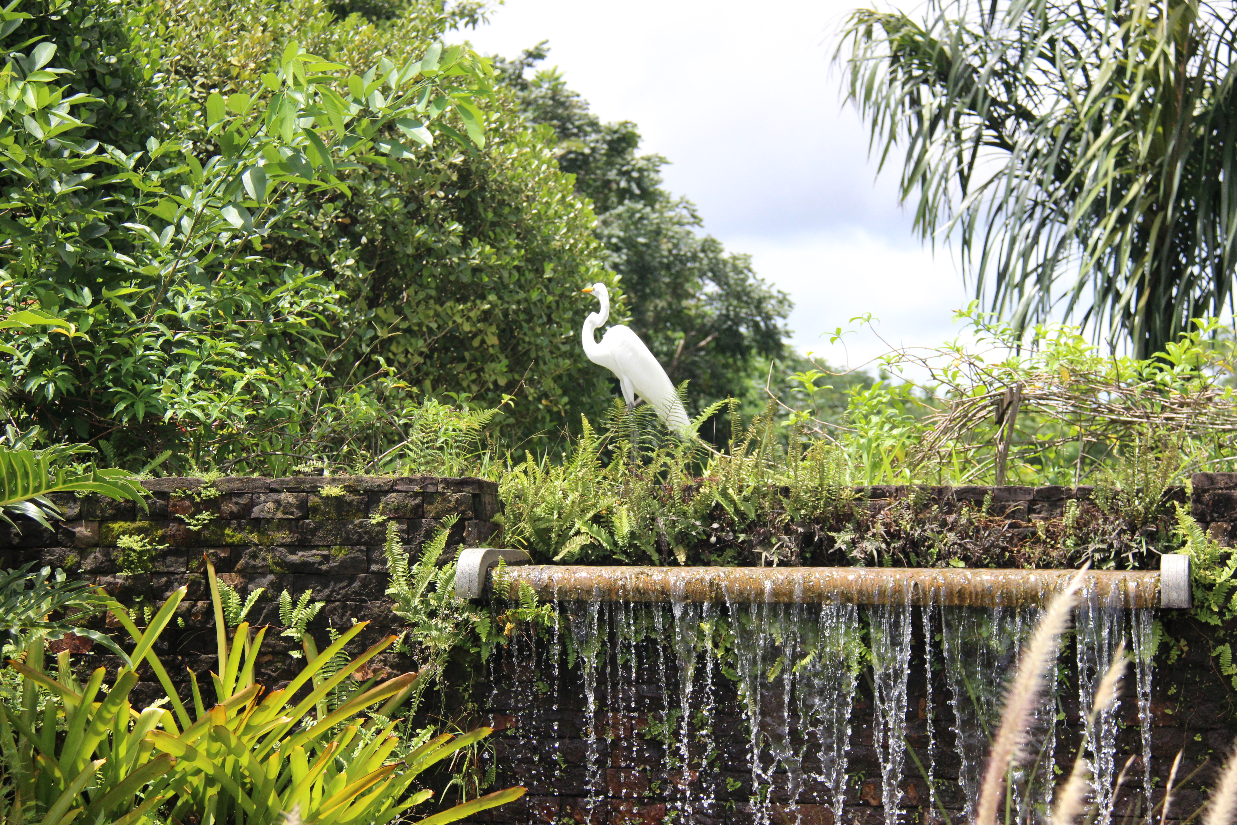 Mangal das Garças on X: #MangalemDetalhes  A Fonte das Caruanas é uma  cascata de pedra próxima ao Armazém do Tempo, onde nasce um riacho. No topo  das pedras, destacam-se duas esculturas