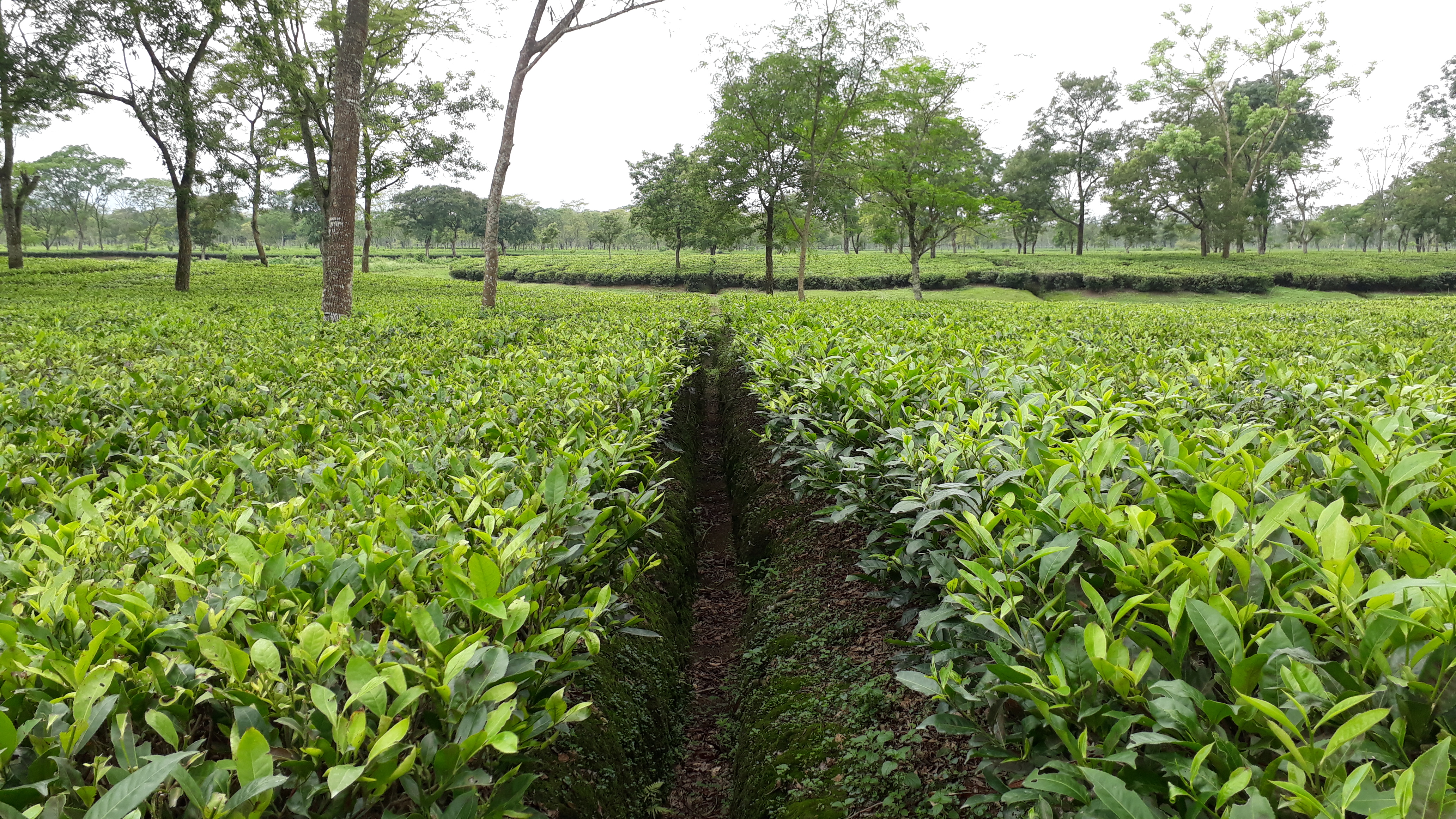 Чай усадьба. Loolecondera Tea Estate Factory.