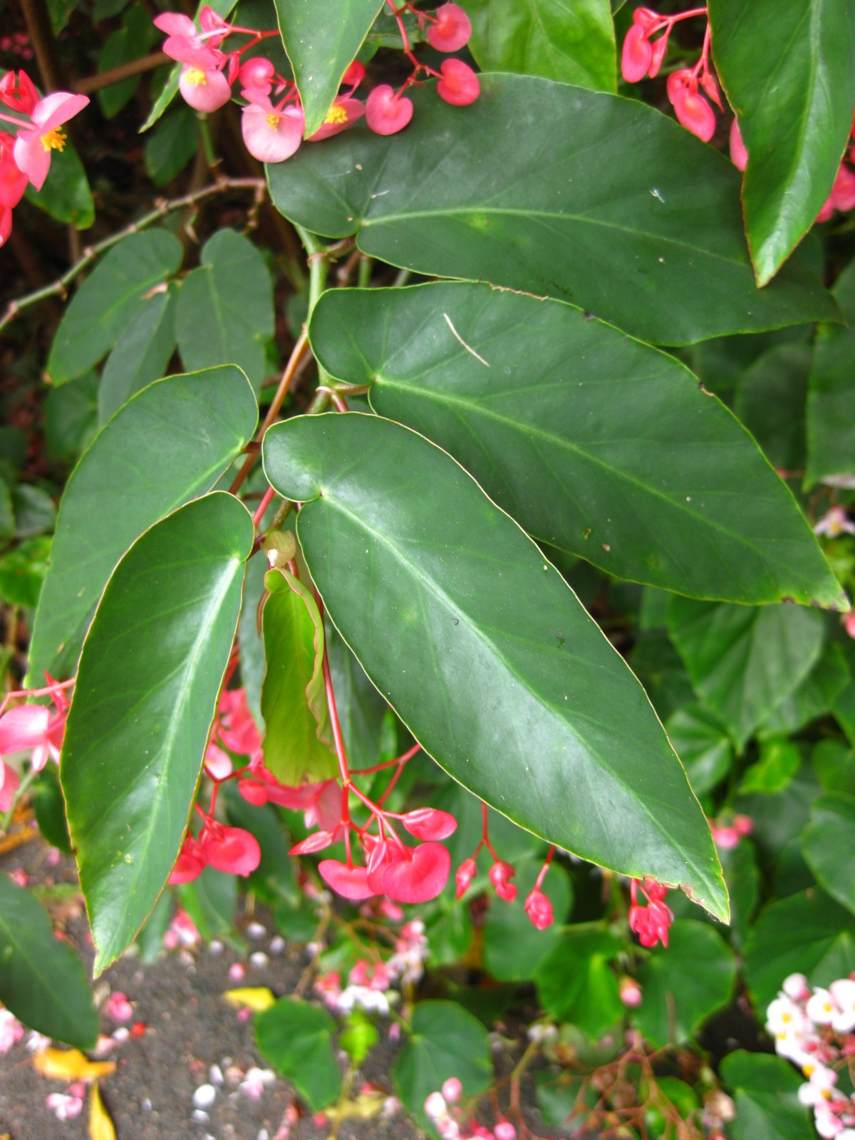 Begonia coccinea - Wikipedia, la enciclopedia libre