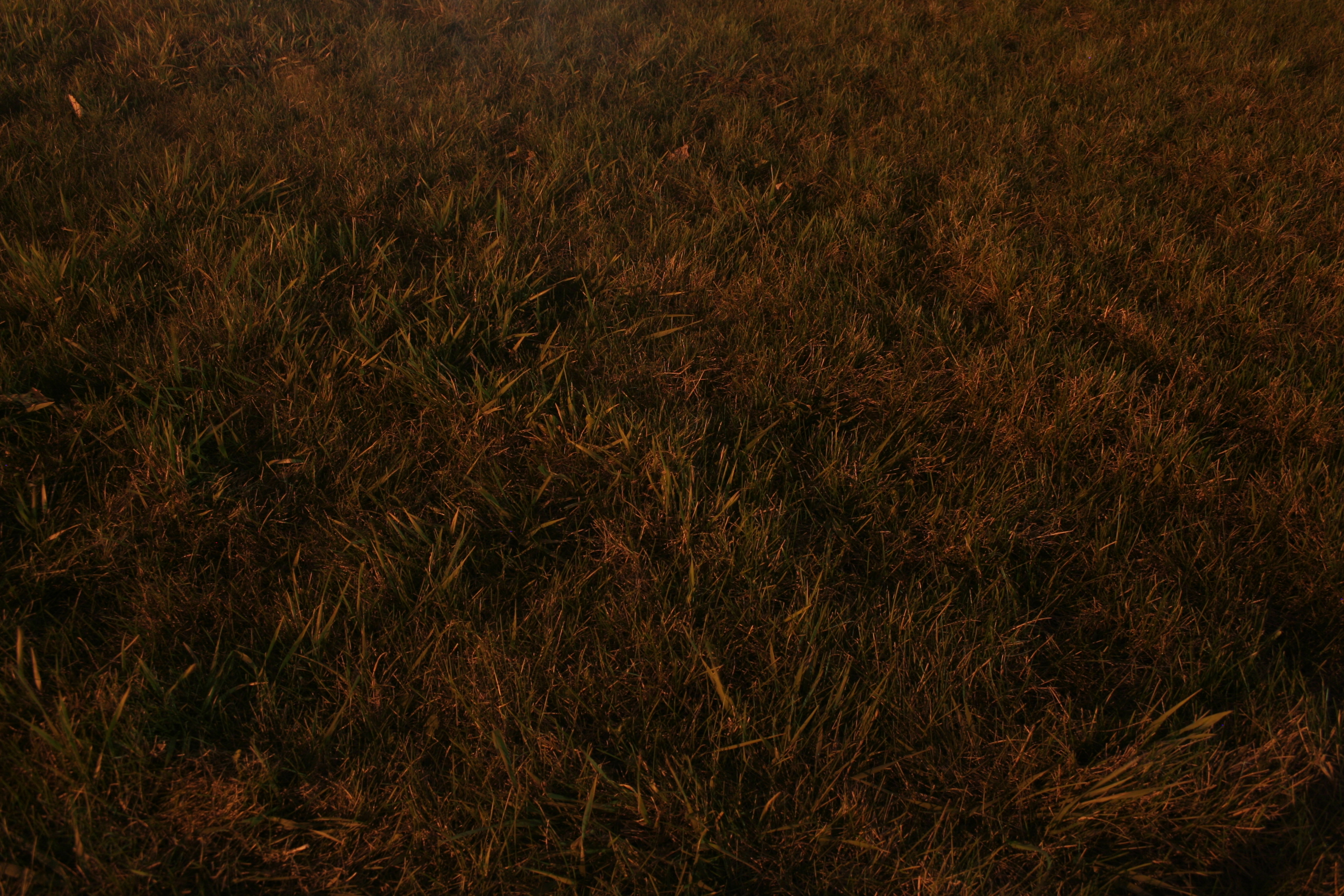 grass at night