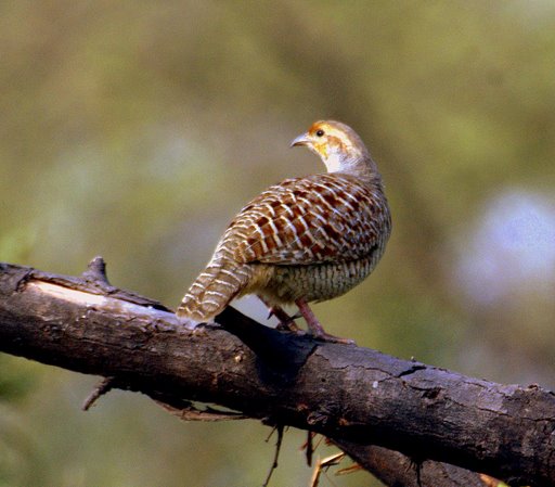 File:Grey francolin.jpg