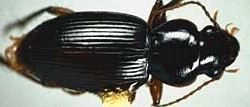 Harpalus obliquus