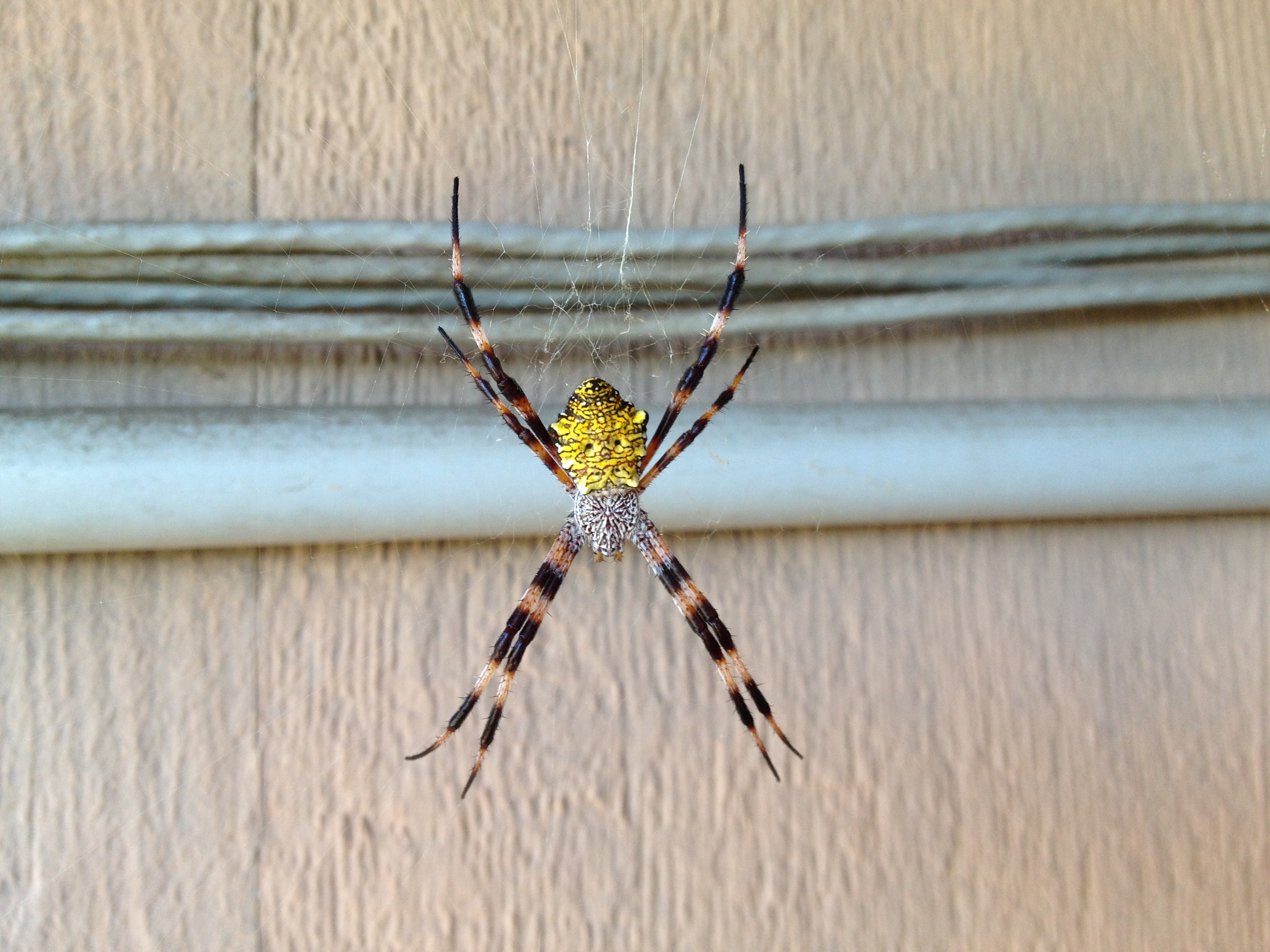 File Hawaiian Garden Spider In Waimanalo Oahu Hawaii Jpg