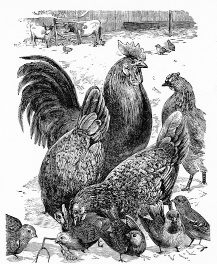 File:Hens and Sparrows.jpg