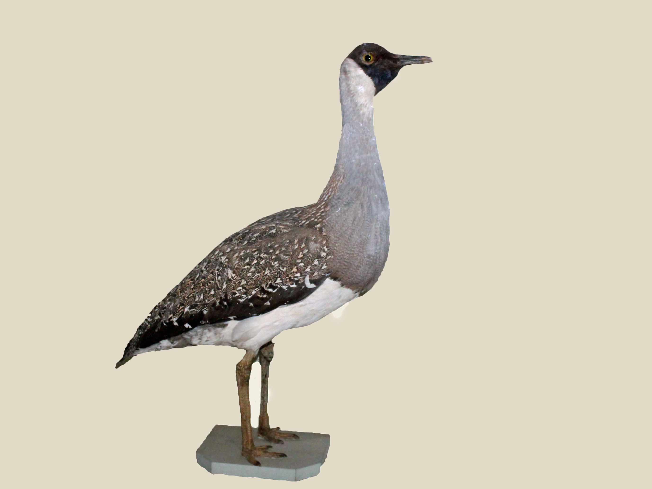 Heuglin's Bustard