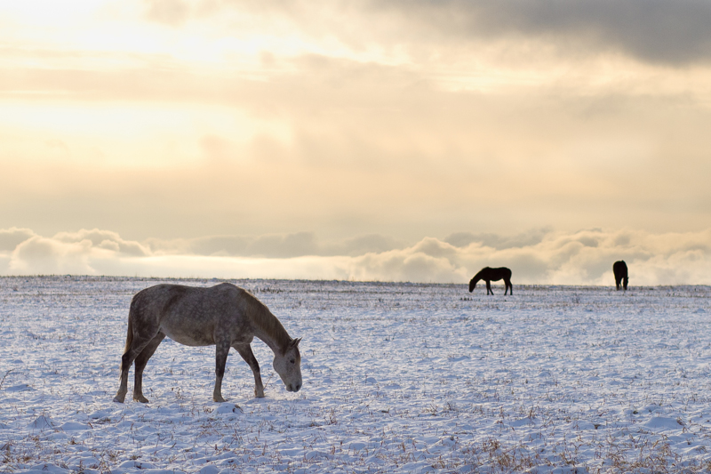 File:Horses in wintertime Burtnieki.jpg