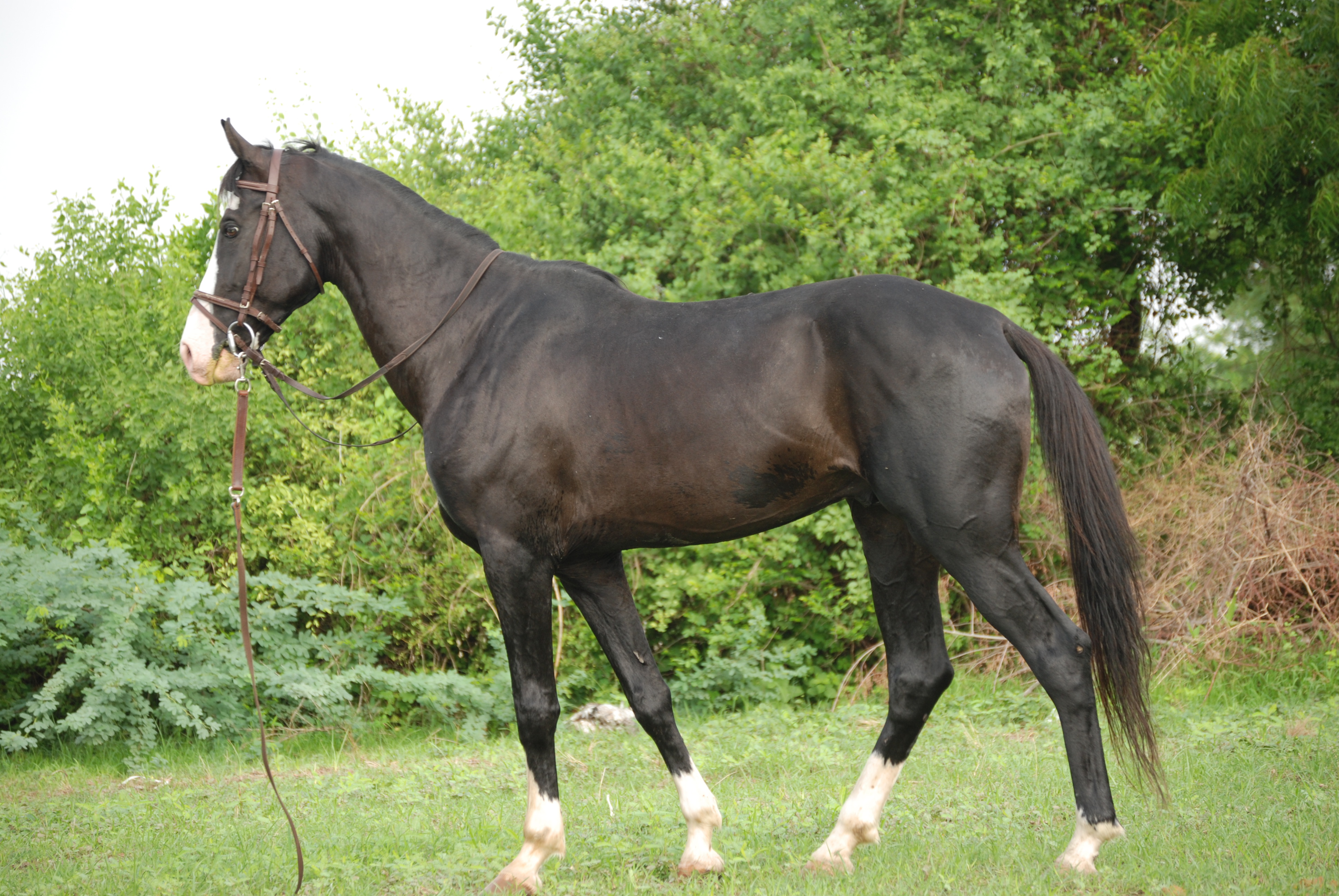 Top 10 Most Striking Black Horse Breeds
