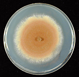 File:Hypomyces completus.jpg