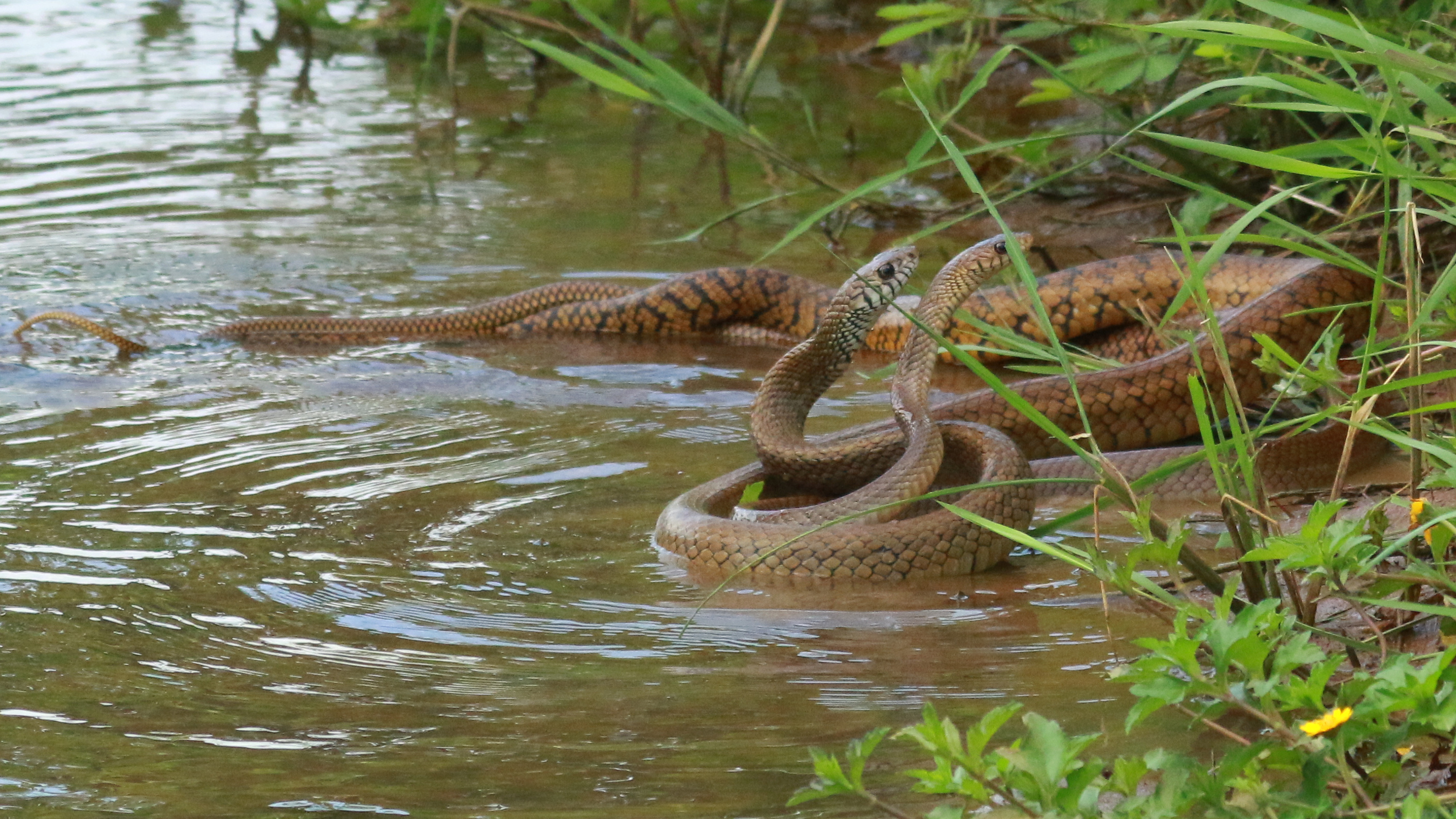 Indian rat snake,Ptyas mucosa, Territorial fight.jpg. 