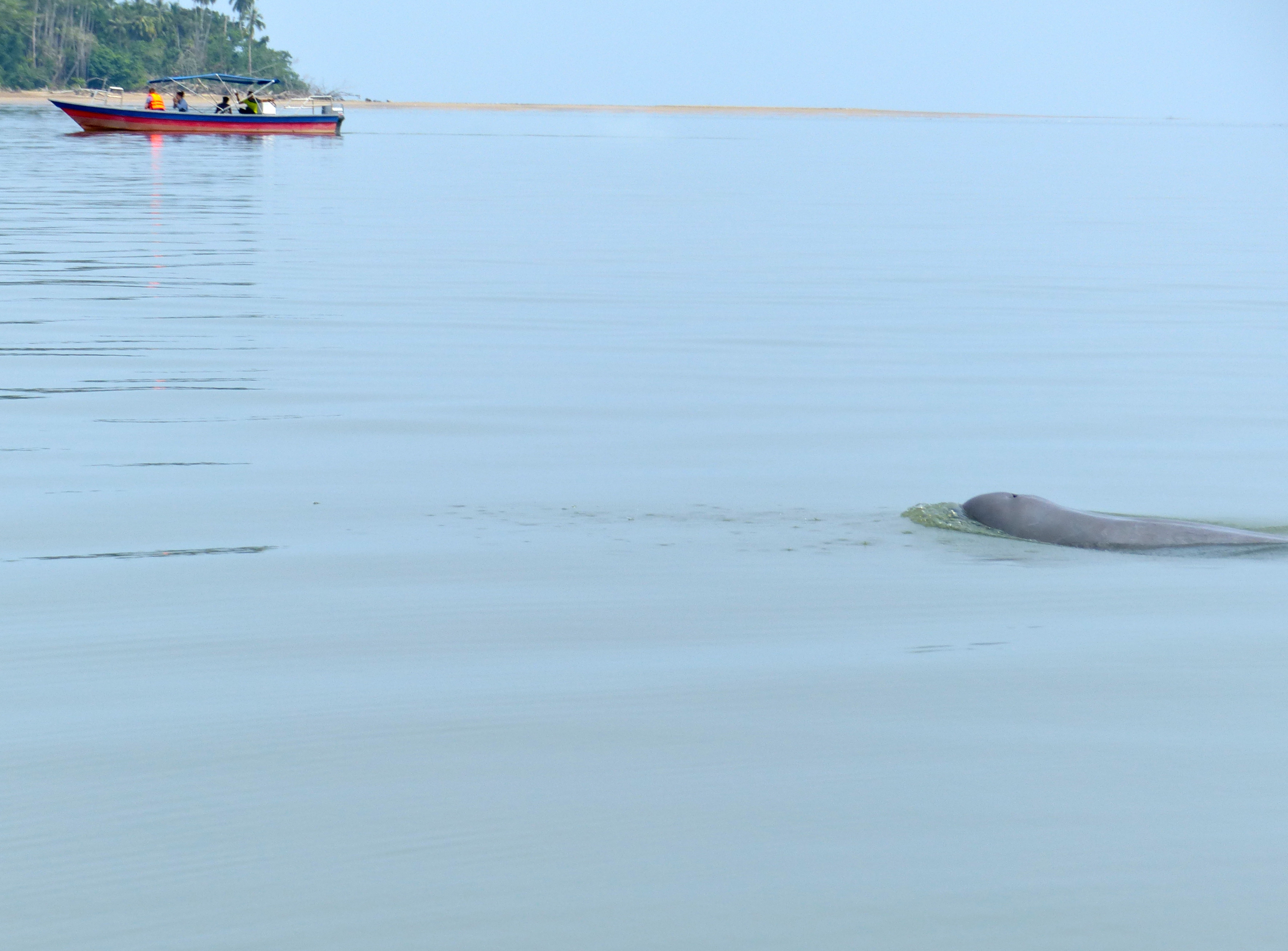 Irrawaddy Dolphin (Orcaella brevirostris) (15657932290).jpg