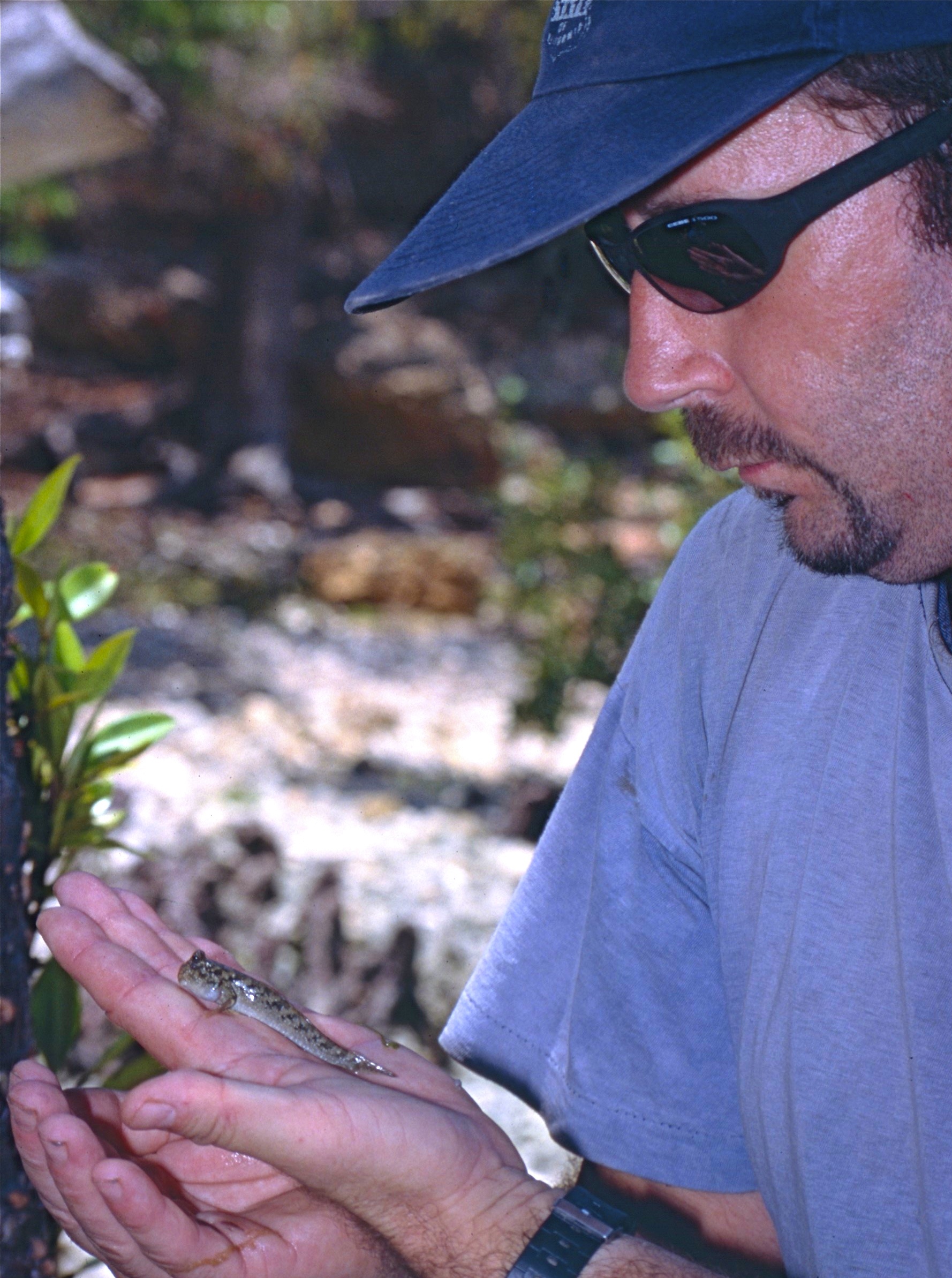 Jean NICOLAS with a Common Mudskipper (Periophthalmus kalolo) (9584540802).jpg