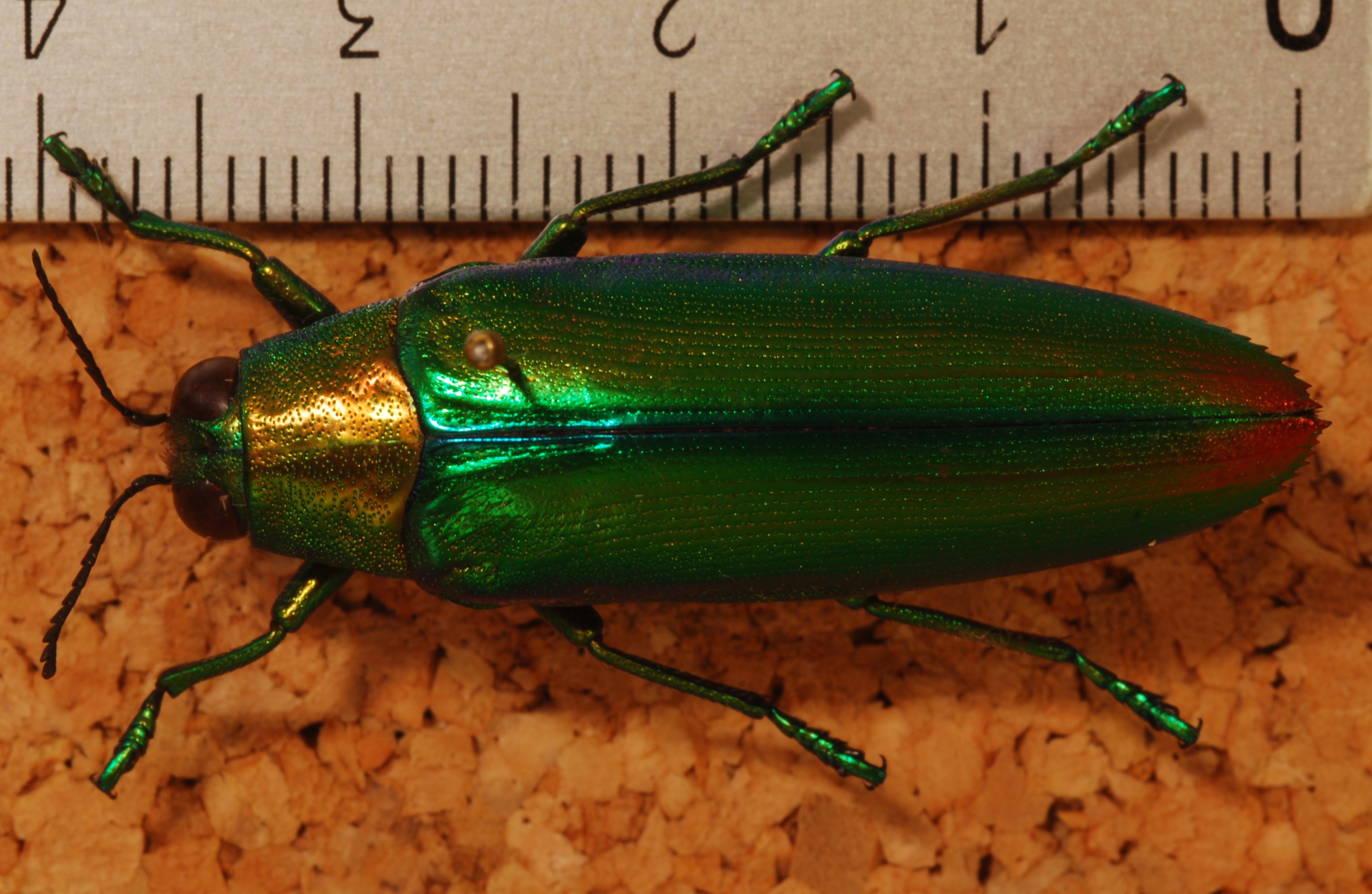 Jewel Beetle Chrysochroa fulminans aurora (syn. Chrysochroa aurora) (8256558825).jpg