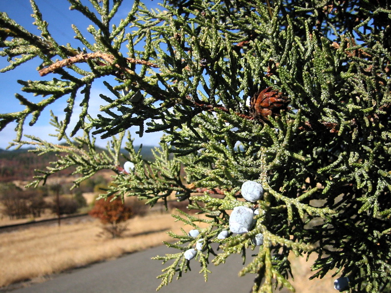 File:Juniperus occidentalis 8482.jpg