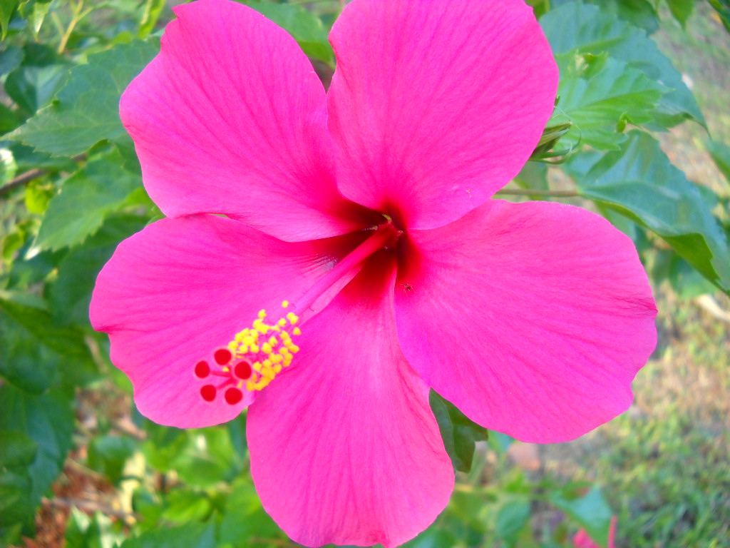 File Kembang  Sepatu  Hibiscus rosa JPG Wikimedia Commons