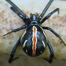widow spiders
