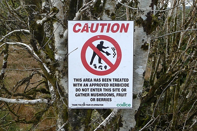 File:Leitir (Letter) forest - geograph.org.uk - 1268733.jpg