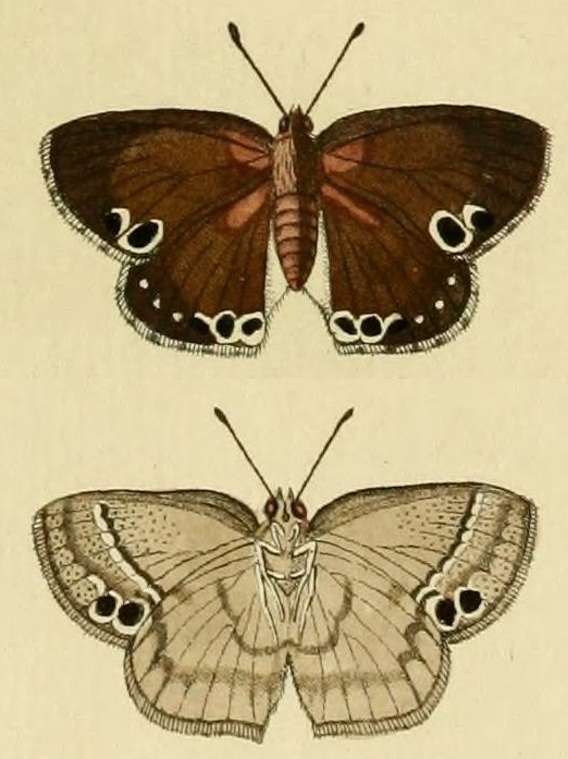 Leptomyrina lara