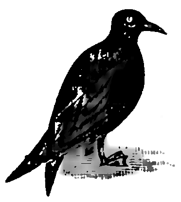 File:M. Arcta słownik ilustrowany języka polskiego - ilustracja do hasła Petrel.png