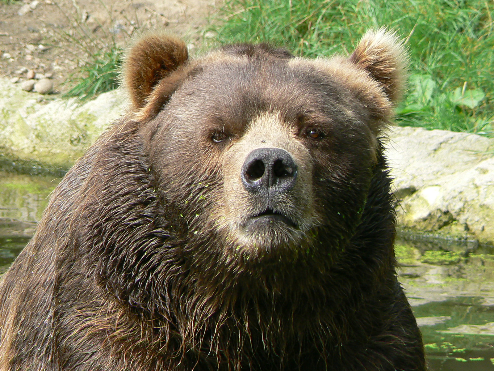 File Male Kodiak Bear Face JPG Wikipedia