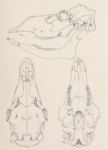 File:Mammals of northern Alaska on the Arctic slope (1956) Rangifer arcticus groenlandicus skull.png