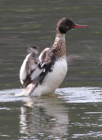 File:Mergus serrator IMG 5635 hurum closeup.JPG