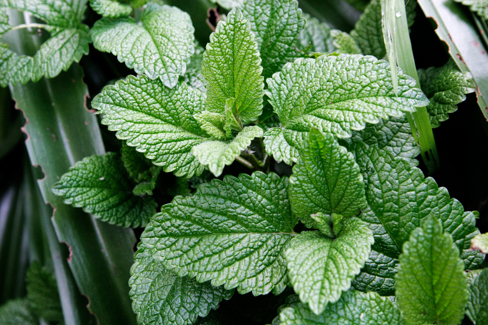 Imachen Mint Leaves jpg Biquipedia A Enciclopedia Libre