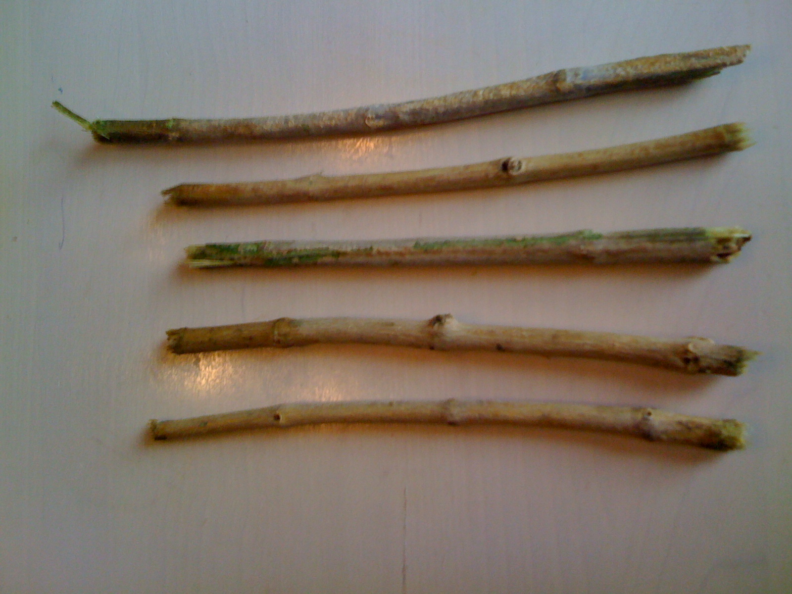 Bâton Siwak - Brosse à dents naturelle