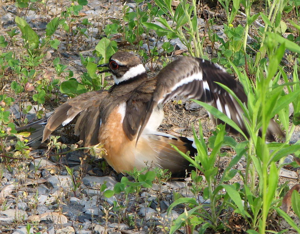 Preventing broken wings in birds