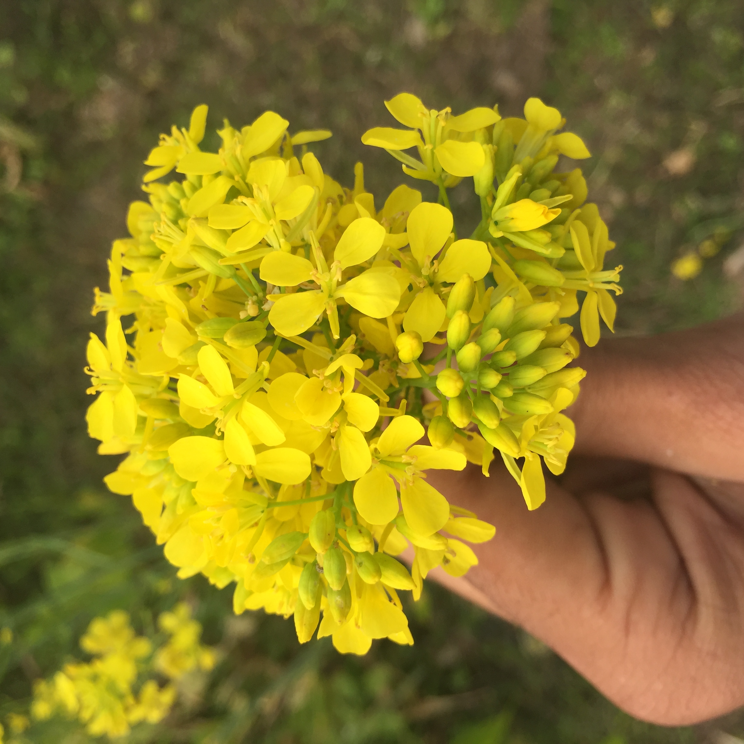 File Nepali Name Of Mustard Jpg Wikimedia Commons