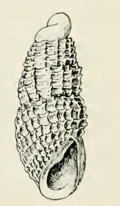 Odostomia photis