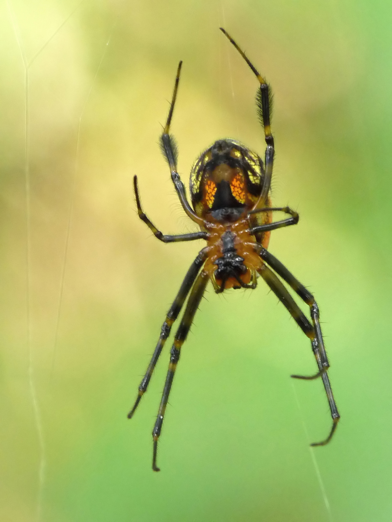 Pear-shaped Opadometa fastigata P2090844, This spider has t…